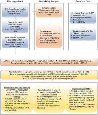 Genetic Influence Underlying Brain Connectivity Phenotype: A Study on Two Age-Specific Cohorts